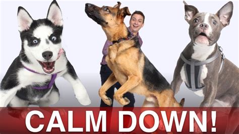 dog is horny|How To Calm Down A Horny Dog